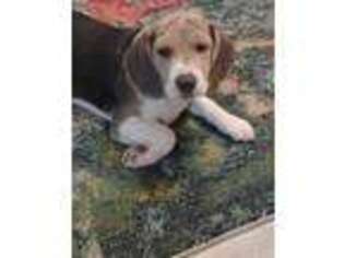 Beagle Puppy for sale in Parksley, VA, USA