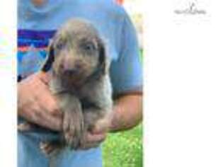 Weimaraner Puppy for sale in Sioux City, IA, USA