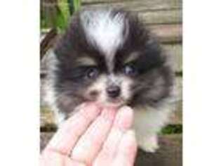Pomeranian Puppy for sale in Shelton, WA, USA