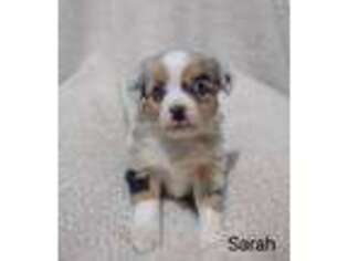 Miniature Australian Shepherd Puppy for sale in Lovington, IL, USA