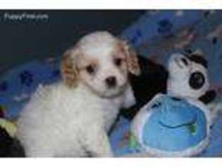 Cavachon Puppy for sale in Bloomington, IN, USA