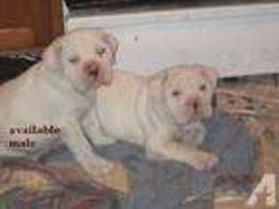 Bulldog Puppy for sale in CHENANGO FORKS, NY, USA