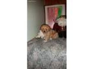 Cavapoo Puppy for sale in Elk Creek, MO, USA