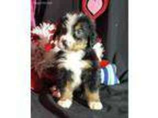 Bernese Mountain Dog Puppy for sale in Francisco, IN, USA