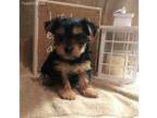 Yorkshire Terrier Puppy for sale in Smithfield, RI, USA