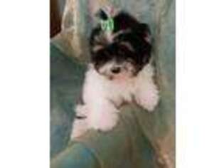 Maltese Puppy for sale in Fort Lauderdale, FL, USA