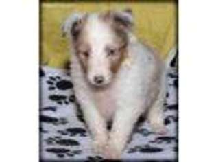 Shetland Sheepdog Puppy for sale in Wayland, IA, USA