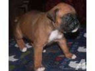 Boxer Puppy for sale in PORT RICHEY, FL, USA