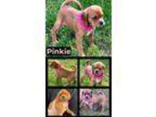 Puggle Puppy for sale in Rotterdam, NY, USA