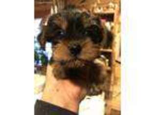 Yorkshire Terrier Puppy for sale in Ocklawaha, FL, USA
