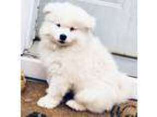 Samoyed Puppy for sale in Goldendale, WA, USA