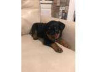 Rottweiler Puppy for sale in Clayton, NC, USA