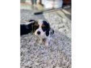 Cavalier King Charles Spaniel Puppy for sale in Snow Hill, NC, USA