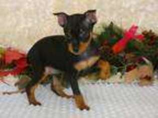 Miniature Pinscher Puppy for sale in Rogers, AR, USA