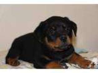 Rottweiler Puppy for sale in WEST PLAINS, MO, USA