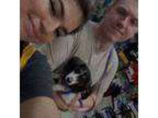 Dachshund Puppy for sale in Hampton, VA, USA