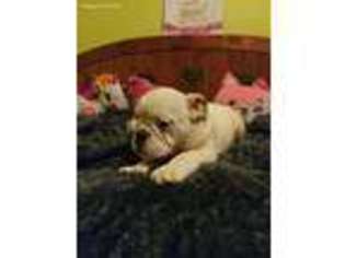 Bulldog Puppy for sale in Williamsburg, KY, USA