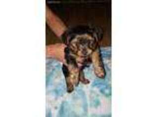Yorkshire Terrier Puppy for sale in Longs, SC, USA