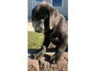 Labrador Retriever Puppy for sale in Darien, CT, USA