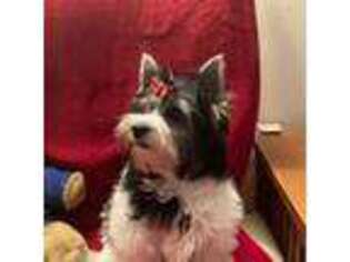 Biewer Terrier Puppy for sale in Macomb, MI, USA