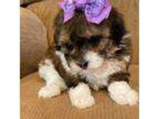 Mutt Puppy for sale in Abingdon, VA, USA