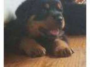 Rottweiler Puppy for sale in Upper Marlboro, MD, USA