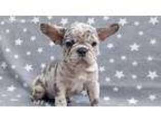 French Bulldog Puppy for sale in Everett, WA, USA