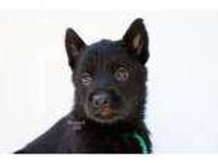 German Shepherd Dog Puppy for sale in West Monroe, LA, USA