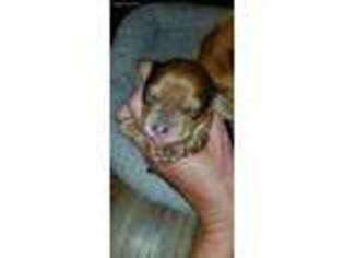 Dachshund Puppy for sale in Argyle, IA, USA