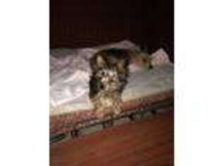 Yorkshire Terrier Puppy for sale in Stockton, CA, USA