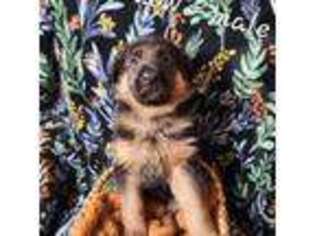 German Shepherd Dog Puppy for sale in Enumclaw, WA, USA