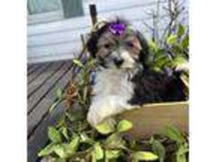 Biewer Terrier Puppy for sale in Findlay, OH, USA