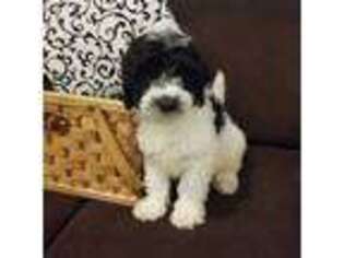 Portuguese Water Dog Puppy for sale in Narvon, PA, USA