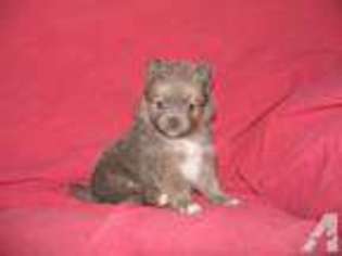 Pomeranian Puppy for sale in SANDERSON, TX, USA
