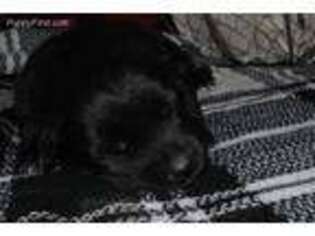 Mutt Puppy for sale in Augusta, WV, USA
