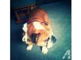 Bulldog Puppy for sale in GRESHAM, OR, USA