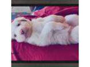 Australian Shepherd Puppy for sale in Boerne, TX, USA