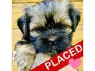 Lhasa Apso Puppy for sale in Apopka, FL, USA