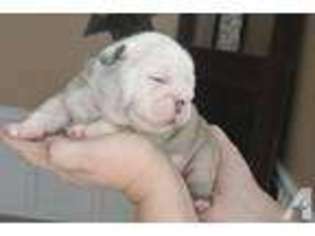 Bulldog Puppy for sale in SHERMAN, TX, USA