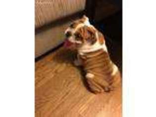 Bulldog Puppy for sale in Arlington, VA, USA