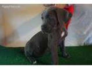 Cane Corso Puppy for sale in Spanaway, WA, USA