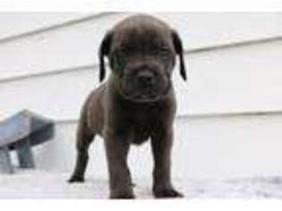 Cane Corso Puppy for sale in Wakarusa, IN, USA