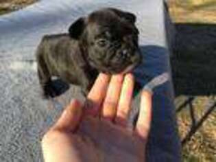 French Bulldog Puppy for sale in Point, TX, USA