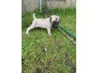 Mastiff Puppy for sale in Enosburg Falls, VT, USA