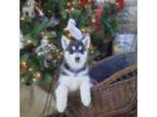 Siberian Husky Puppy for sale in De Soto, MO, USA