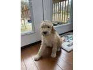 Goldendoodle Puppy for sale in Flatwoods, KY, USA
