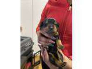 Rottweiler Puppy for sale in Washington, DC, USA