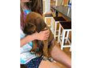 Rhodesian Ridgeback Puppy for sale in Philomath, OR, USA