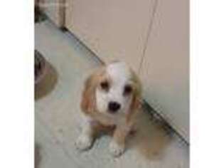 Cocker Spaniel Puppy for sale in Waterford, CT, USA