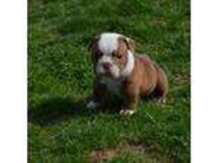 Olde English Bulldogge Puppy for sale in Cumberland, IN, USA